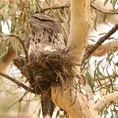 Podargus strigoides (Tawny Frogmouth) at Evatt, ACT - 12 Oct 2024 by Thurstan