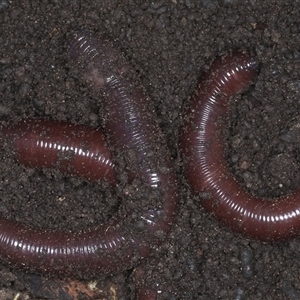 Oligochaeta (class) (Unidentified earthworm) at Bulli, NSW by jb2602