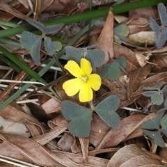 Oxalis sp. (Wood Sorrel) at Woonona, NSW - 7 Oct 2024 by jb2602