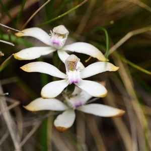 Caladenia ustulata at Acton, ACT - suppressed