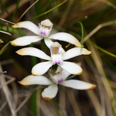 Caladenia ustulata (Brown Caps) at Acton, ACT - 11 Oct 2024 by RobertD