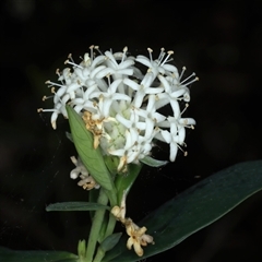 Pimelea ligustrina (Tall Rice Flower) at Woonona, NSW - 7 Oct 2024 by jb2602