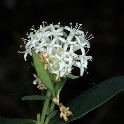 Pimelea ligustrina (Tall Rice Flower) at Woonona, NSW - 7 Oct 2024 by jb2602