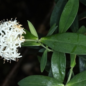 Pimelea ligustrina at Woonona, NSW - 7 Oct 2024