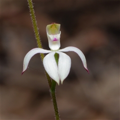 Caladenia moschata (Musky Caps) at Acton, ACT - 11 Oct 2024 by RobertD