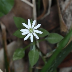 Stellaria flaccida (Forest Starwort) at Woonona, NSW - 7 Oct 2024 by jb2602