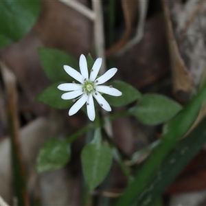 Stellaria flaccida at Woonona, NSW - 7 Oct 2024 02:13 PM