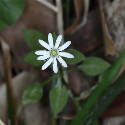 Stellaria flaccida (Forest Starwort) at Woonona, NSW - 7 Oct 2024 by jb2602