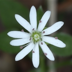 Stellaria flaccida at Woonona, NSW - 7 Oct 2024