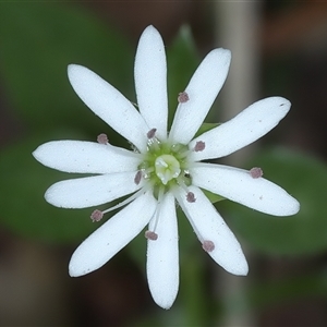 Stellaria flaccida at Woonona, NSW - 7 Oct 2024