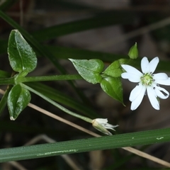 Stellaria flaccida at Woonona, NSW - 7 Oct 2024