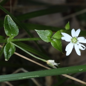 Stellaria flaccida at Woonona, NSW - 7 Oct 2024