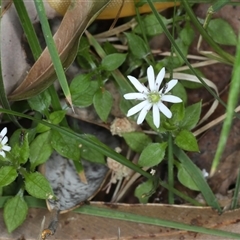 Stellaria flaccida at Woonona, NSW - 7 Oct 2024