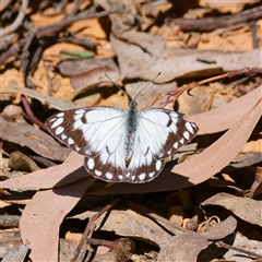 Belenois java (Caper White) at Cotter River, ACT - 11 Oct 2024 by DPRees125