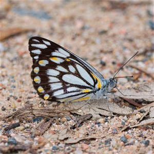 Belenois java at Cotter River, ACT - 11 Oct 2024