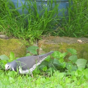 Leucosarcia melanoleuca (Wonga Pigeon) at Oakdale, NSW by bufferzone