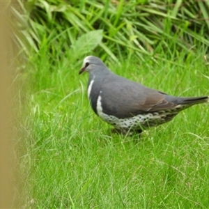 Leucosarcia melanoleuca at Oakdale, NSW - suppressed