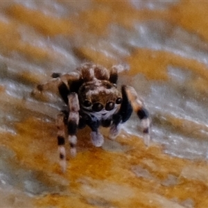 Unidentified Jumping or peacock spider (Salticidae) at Gerroa, NSW by Kurt