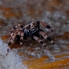 Salticidae (family) at Gerroa, NSW - 7 Oct 2024 07:21 AM