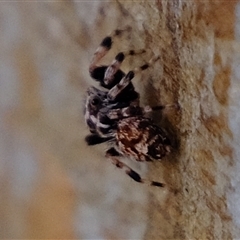 Salticidae (family) at Gerroa, NSW - 7 Oct 2024 07:21 AM
