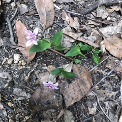 Schelhammera undulata (Lilac Lily) at Mallacoota, VIC - 12 Oct 2024 by CatherineGorman