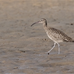 Limosa lapponica at Camden Head, NSW - 11 Oct 2024 by rawshorty