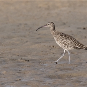 Limosa lapponica at Camden Head, NSW by rawshorty