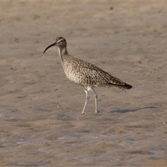 Numenius phaeopus at Camden Head, NSW - 12 Oct 2024