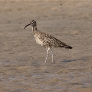 Numenius phaeopus at Camden Head, NSW - 12 Oct 2024 07:46 AM