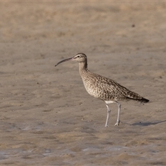 Numenius phaeopus at Camden Head, NSW - 12 Oct 2024 07:46 AM