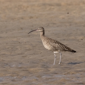 Numenius phaeopus at Camden Head, NSW - 12 Oct 2024