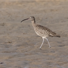 Numenius phaeopus at Camden Head, NSW - 12 Oct 2024 07:46 AM