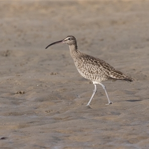 Numenius phaeopus at Camden Head, NSW - 12 Oct 2024