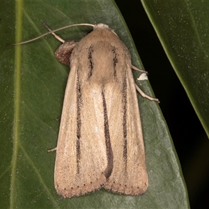 Leucania diatrecta at Melba, ACT - 7 Oct 2024 11:35 PM