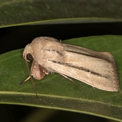 Leucania diatrecta at Melba, ACT - 7 Oct 2024 11:35 PM