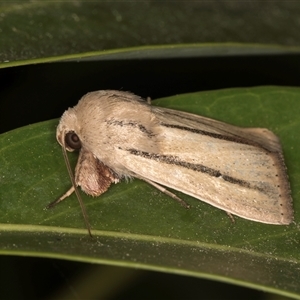 Leucania diatrecta at Melba, ACT - 7 Oct 2024