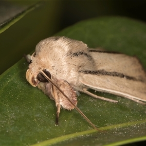 Leucania diatrecta at Melba, ACT - 7 Oct 2024