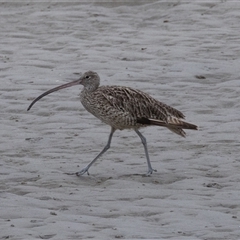 Limosa lapponica at Port Macquarie, NSW - 9 Oct 2024 by rawshorty