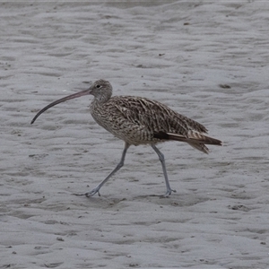 Limosa lapponica at Port Macquarie, NSW by rawshorty