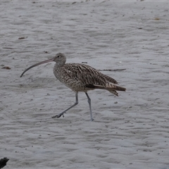 Numenius madagascariensis at Port Macquarie, NSW - 10 Oct 2024