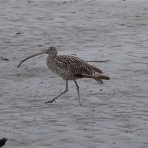 Numenius madagascariensis at Port Macquarie, NSW - 10 Oct 2024