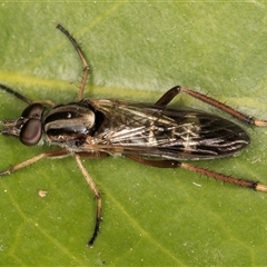 Ectinorhynchus sp. (genus) (A Stiletto Fly) at Melba, ACT - 7 Oct 2024 by kasiaaus