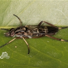 Ectinorhynchus sp. (genus) at Melba, ACT - 7 Oct 2024