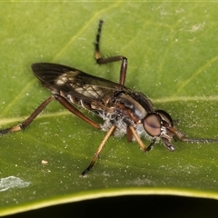 Ectinorhynchus sp. (genus) at Melba, ACT - 7 Oct 2024