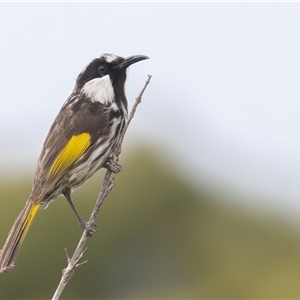 Phylidonyris niger (White-cheeked Honeyeater) at Bonny Hills, NSW by rawshorty