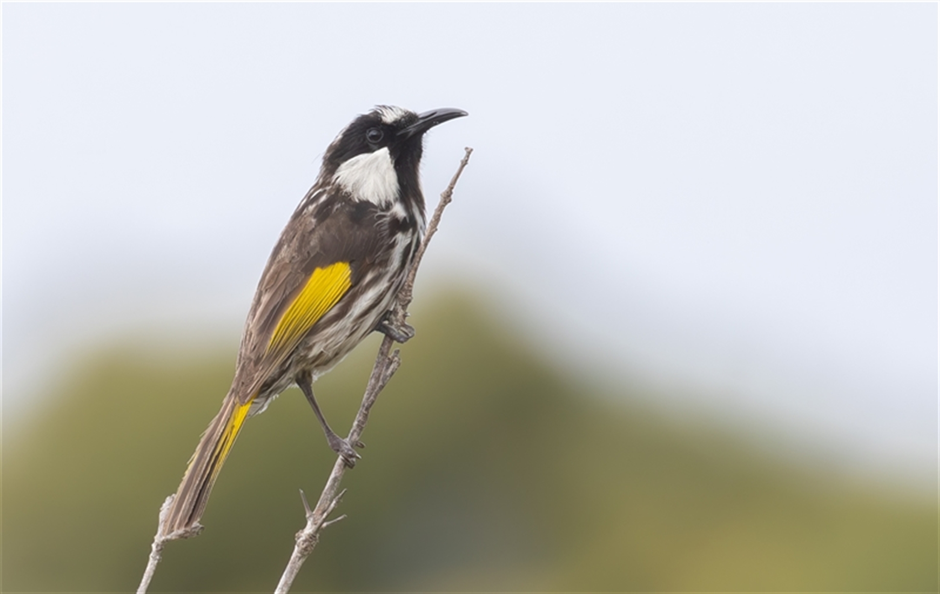 Phylidonyris niger at Bonny Hills, NSW - 12 Oct 2024 08:30 AM