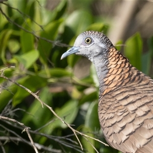 Geopelia humeralis (Bar-shouldered Dove) at Camden Head, NSW by rawshorty