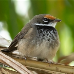 Rhipidura rufifrons (Rufous Fantail) at Port Macquarie, NSW - 10 Oct 2024 by rawshorty