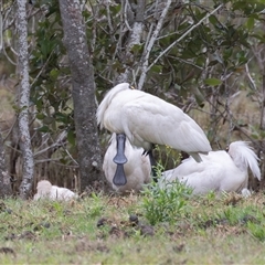 Platalea regia (Royal Spoonbill) at Fernbank Creek, NSW - 10 Oct 2024 by rawshorty