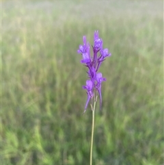 Linaria pelisseriana at Calala, NSW - 5 Oct 2024 by Leah